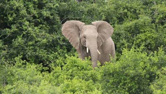 Omo Forest Reserve