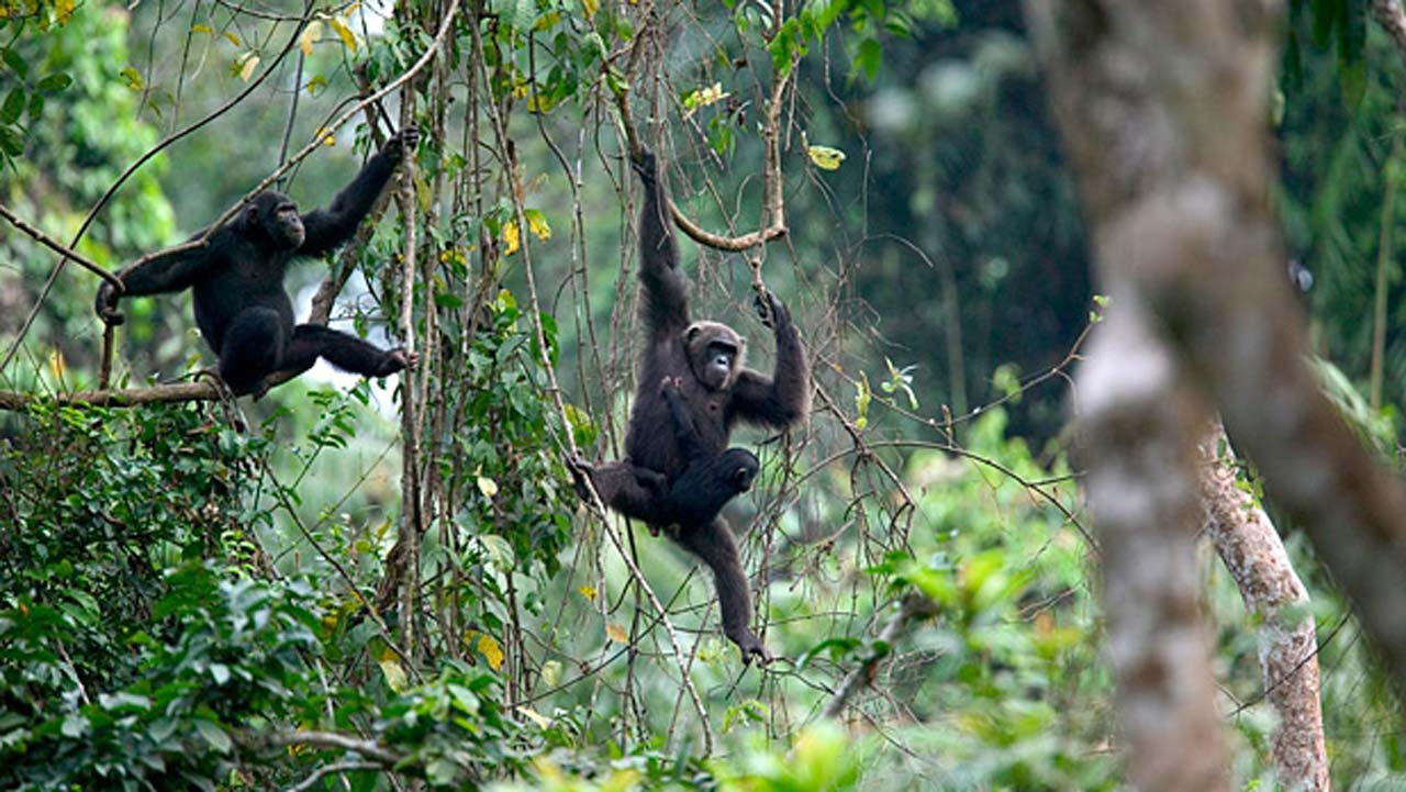 Afi River Forest Reserve
